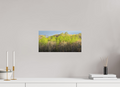 16 x 8″, Photo Print On Fuji Crystal DP II Vibrant Spring