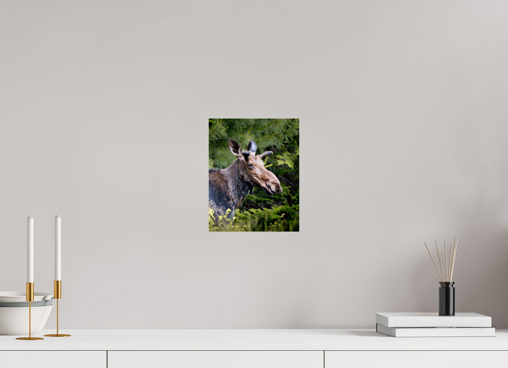 8 x 10″, Photo Print On Fuji Crystal DP II Moose