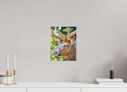 9 x 12″, Photo Print On Fuji Crystal DP II Elk Portrait
