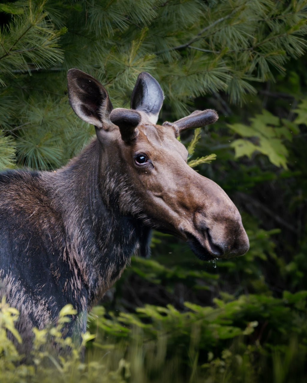 Main image Moose